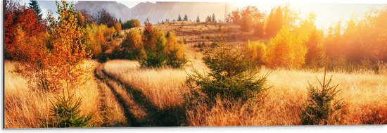 Dibond - Felle Zon over Landschap met Oranje Bomen en Droge Grassen - 90x30 cm Foto op Aluminium (Met Ophangsysteem)