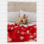WallClassics - Muursticker - Hondje op Bed met Rode Rozenblaadjes - Franse Buldog - 50x75 cm Foto op Muursticker