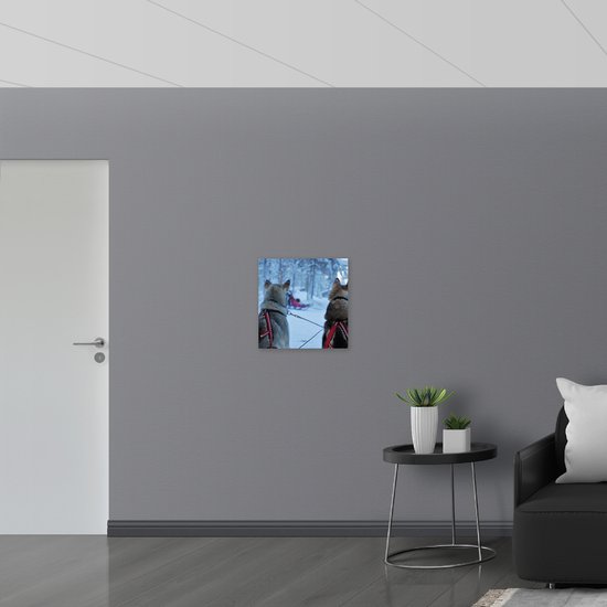 WallClassics - Dibond - Chiens dans la neige - Photo sur aluminium 50x50 cm (Décoration murale en métal)