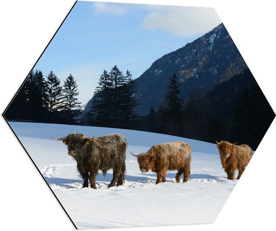 Dibond Hexagon - Drie Schotse Hooglanders in Sneeuw Landschap bij Bergen - 70x60.9 cm Foto op Hexagon (Met Ophangsysteem)