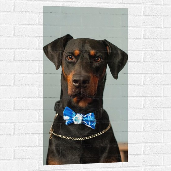 WallClassics - Muursticker - Hond met Blauwe Strik - 50x100 cm Foto op Muursticker