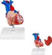 Le corps humain - modèle d'anatomie coeur, 2 parties, 15x9x6 cm