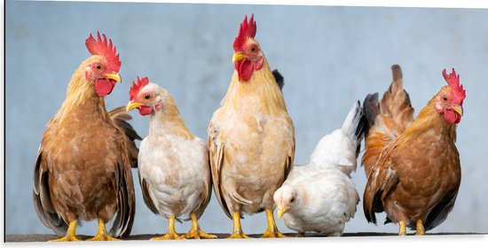 WallClassics - Dibond - Poules sur un mur - Photo 100x50 cm sur aluminium (avec système d'accrochage)