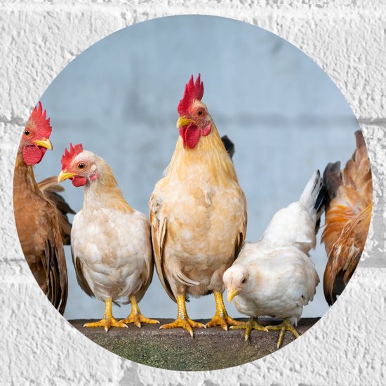 WallClassics - Muursticker Cercle - Poules sur un mur - 20x20 cm Photo sur Muursticker