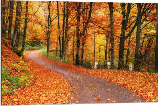 Dibond - Bospad door Herfstbos vol met Herfstkleuren - 90x60 cm Foto op Aluminium (Met Ophangsysteem)