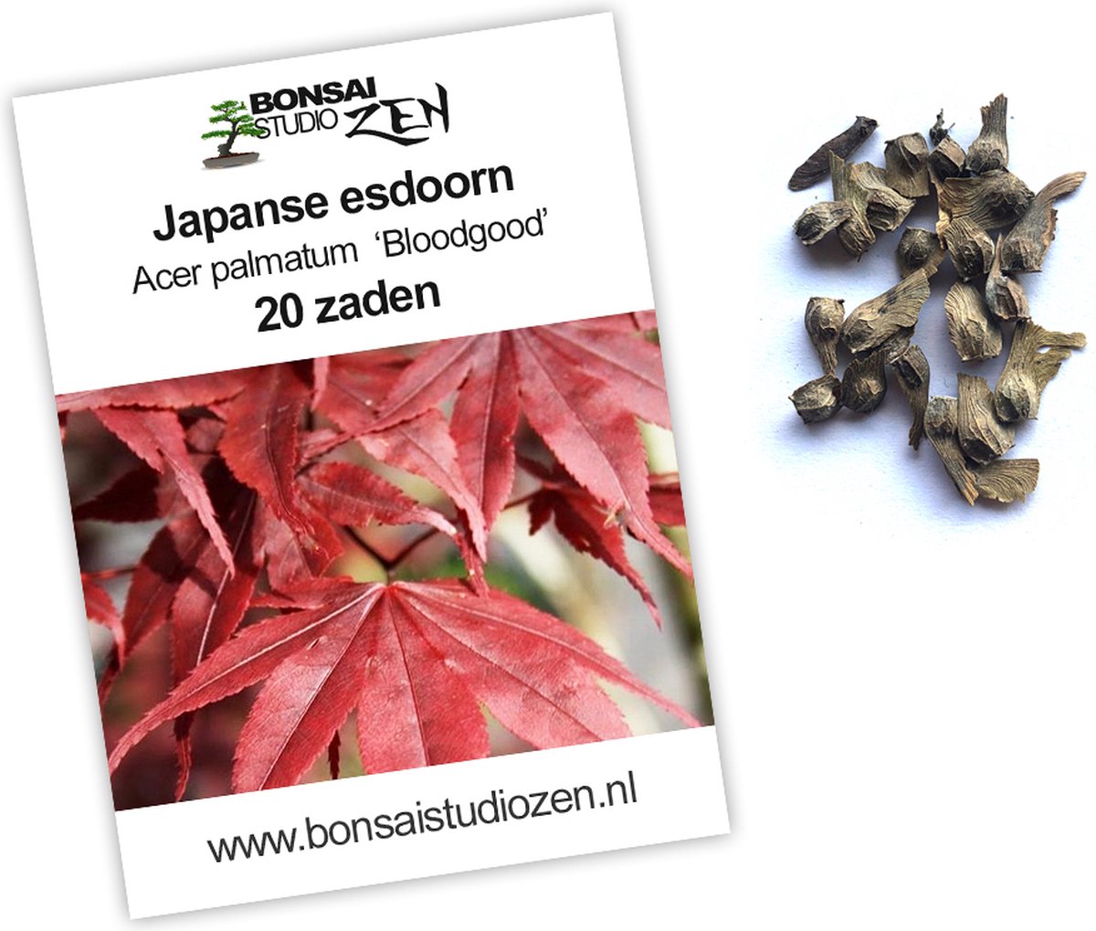 Japsnse esdoorn - Acer palmatum Bloodgood - 20 zaden