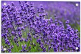 Tuinposter – Lavendel Planten op een Grasveld - 60x40 cm Foto op Tuinposter (wanddecoratie voor buiten en binnen)