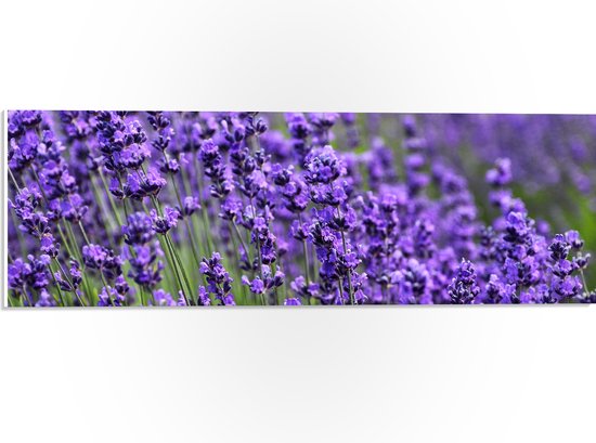 PVC Schuimplaat- Lavendel Planten op een Grasveld - 60x20 cm Foto op PVC Schuimplaat