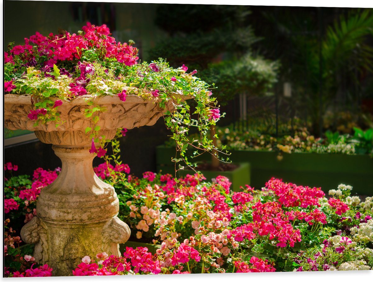 Dibond - Felroze Bloemen uit Fontein - 80x60 cm Foto op Aluminium (Wanddecoratie van metaa