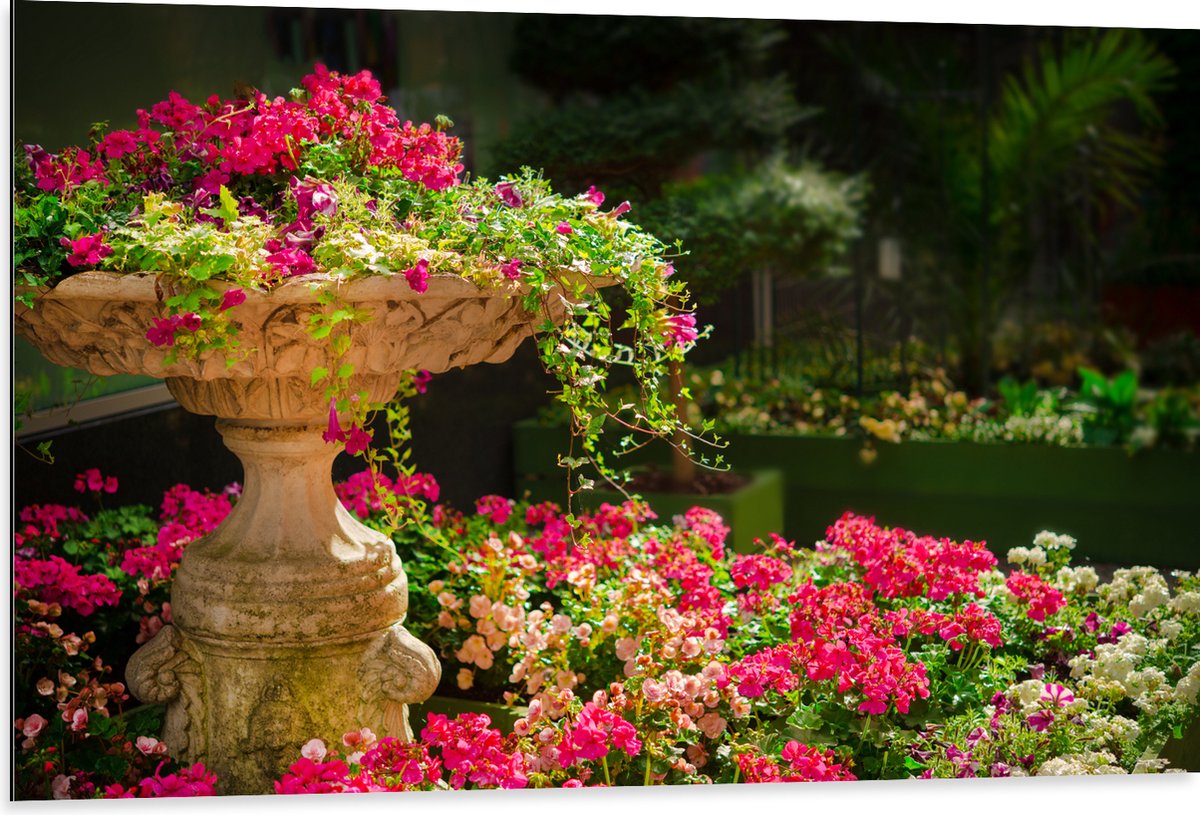 Dibond - Felroze Bloemen uit Fontein - 105x70 cm Foto op Aluminium (Wanddecoratie van meta