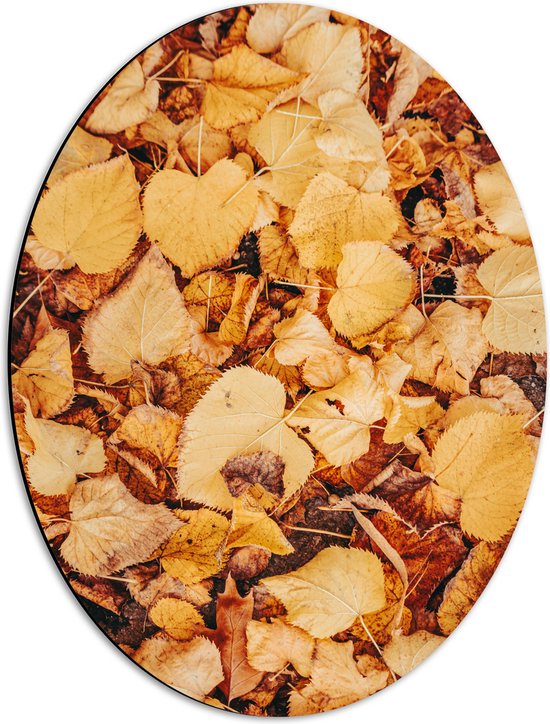 Dibond Ovaal - Herfstige Bladeren op de Grond - 42x56 cm Foto op Ovaal (Met Ophangsysteem)