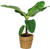 Musa Cavendish Incl. Zeegras Mand - Bananenplant - Luchtzuiverend - ⌀21 cm - 90-100 cm