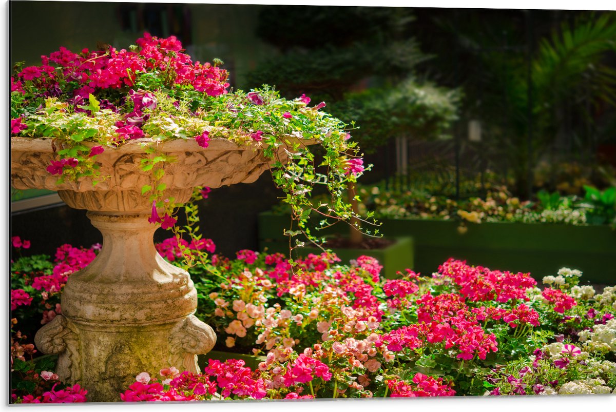 Dibond - Felroze Bloemen uit Fontein - 75x50 cm Foto op Aluminium (Wanddecoratie van metaa