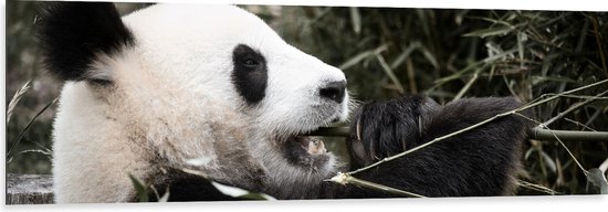 Dibond - Grote Zwart met Witte Panda tussen de Bamboe - 150x50 cm Foto op Aluminium (Wanddecoratie van metaal)