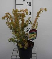 Taxus baccata 'Summergold' - Venijnboom, Europese Taxus 25 - 30 cm in pot