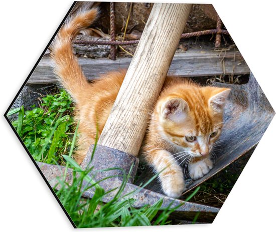 WallClassics - Dibond Hexagon - Kitten in de Tuin - 30x26.1 cm Foto op Hexagon (Met Ophangsysteem)