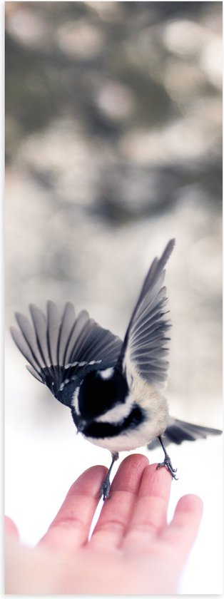 WallClassics - Poster (Mat) - Amerikaanse Matkop - 20x60 cm Foto op Posterpapier met een Matte look