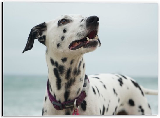 WallClassics - Dibond - Dalmatier aan de Zee - 40x30 cm Foto op Aluminium (Wanddecoratie van metaal)