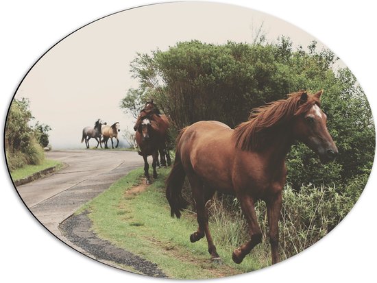 WallClassics - Dibond Ovaal - Rennende Paarden langs de Weg - 68x51 cm Foto op Ovaal (Met Ophangsysteem)
