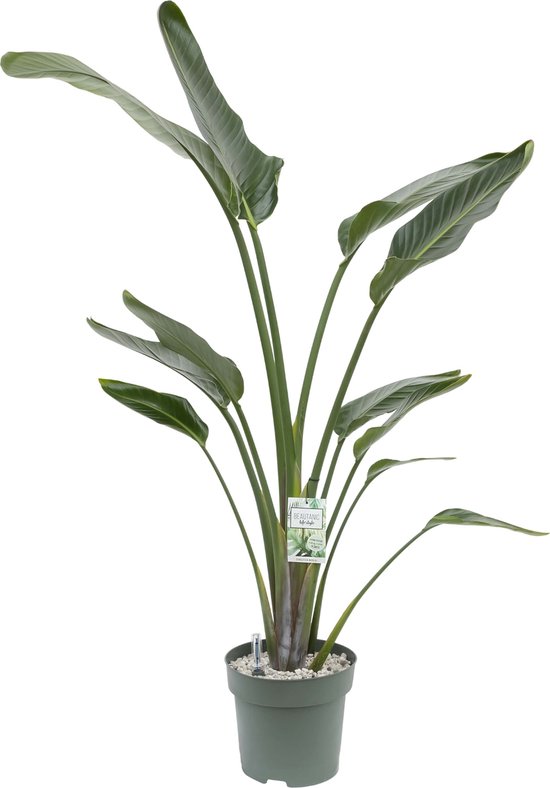 Strelitzia Nicolai (Paradijsvogel plant) met watermeter - hoogte 160cm - Ø27cm