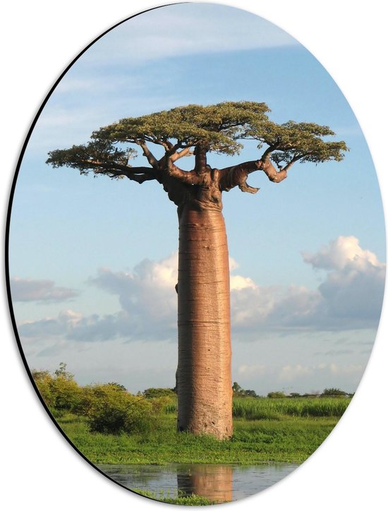 WallClassics - Dibond Ovaal - Dikstammige Baobab Boom - 30x40 cm Foto op Ovaal (Met Ophangsysteem)