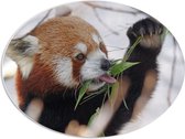 WallClassics - PVC Schuimplaat Ovaal - Kleine Panda Etend aan Blaadje - 68x51 cm Foto op Ovaal  (Met Ophangsysteem)