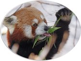 WallClassics - PVC Schuimplaat Ovaal - Kleine Panda Etend aan Blaadje - 56x42 cm Foto op Ovaal  (Met Ophangsysteem)