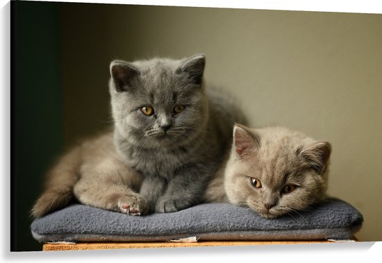 Canvas - Britse Korthaart Katten - 120x80 cm Foto op Canvas Schilderij (Wanddecoratie op Canvas)