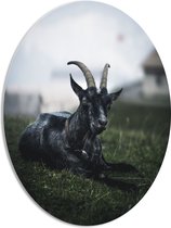 WallClassics - PVC Schuimplaat Ovaal - Capra Grigia - 42x56 cm Foto op Ovaal (Met Ophangsysteem)
