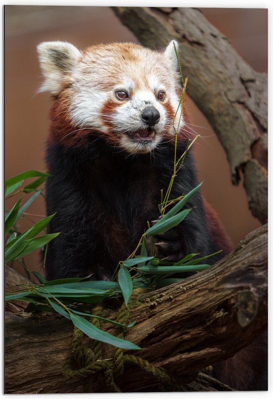 Dibond - Etende Rode Panda van Groene Planten - 70x105 cm Foto op Aluminium (Met Ophangsysteem)