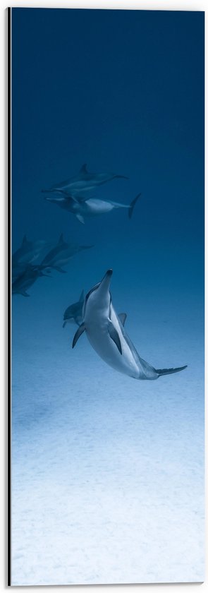 Dibond - Groepje Wilde Dolfijnen op de Zeebodem - 20x60 cm Foto op Aluminium (Wanddecoratie van metaal)