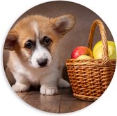 PVC Schuimplaat Muurcirkel - Corgi Puppy langs Mandje gevuld met Appels - 60x60 cm Foto op Muurcirkel (met ophangsysteem)