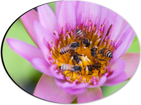 Dibond Ovaal - Close-up van Paarse Lotus Bloem - 28x21 cm Foto op Ovaal (Met Ophangsysteem)