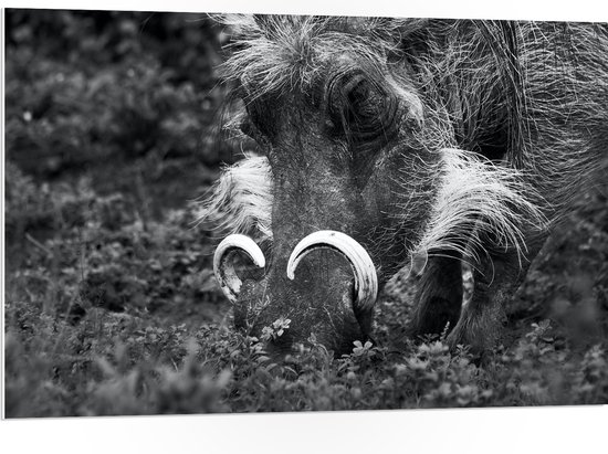 PVC Schuimplaat - Foto van Zwijn met Gekrulde Slagtanden Snuffelend in Bloemenveld (Zwart- wit) - 105x70 cm Foto op PVC Schuimplaat (Met Ophangsysteem)