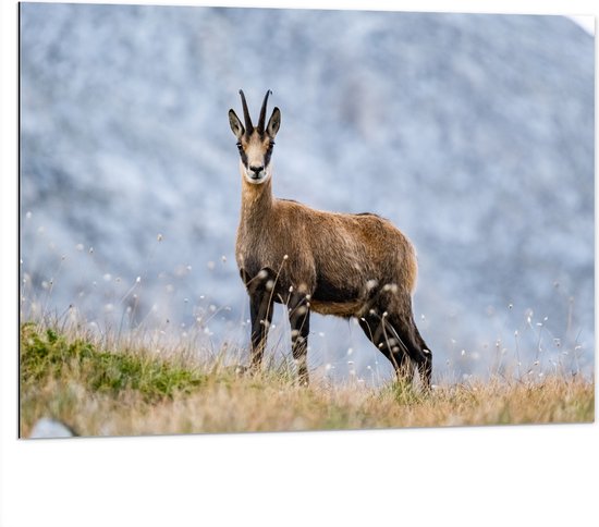 Dibond - Aankijkende Wilde Geit in het Gras aan de Rand van Bergen - 100x75 cm Foto op Aluminium (Met Ophangsysteem)