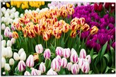Tuinposter – Bloemenveld met Oranje, Roze en Paarse Tulpen - 90x60 cm Foto op Tuinposter (wanddecoratie voor buiten en binnen)
