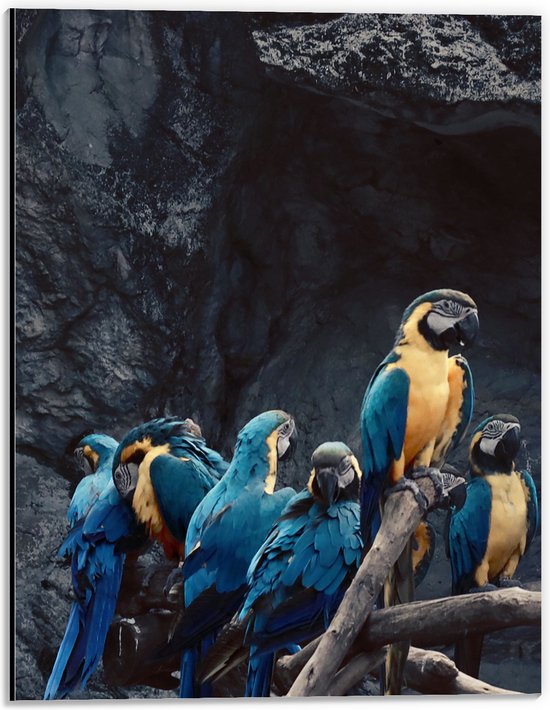 Dibond - Groep Papegaaien met Blauwe en Gele Veren - 30x40 cm Foto op Aluminium (Wanddecoratie van metaal)