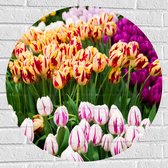 Muursticker Cirkel - Bloemenveld met Oranje, Roze en Paarse Tulpen - 70x70 cm Foto op Muursticker