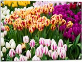 Tuinposter – Bloemenveld met Oranje, Roze en Paarse Tulpen - 80x60 cm Foto op Tuinposter (wanddecoratie voor buiten en binnen)