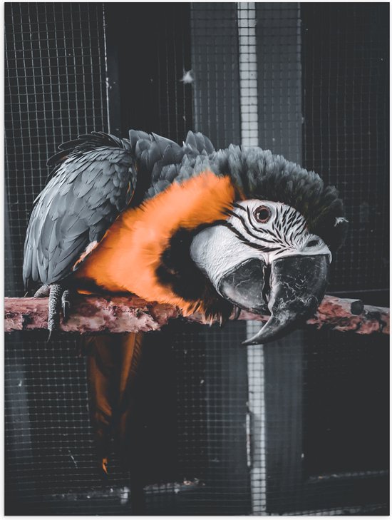 WallClassics - Poster (Mat) - Zwart met Oranje Papegaai op een Tak in een Kooi - 75x100 cm Foto op Posterpapier met een Matte look