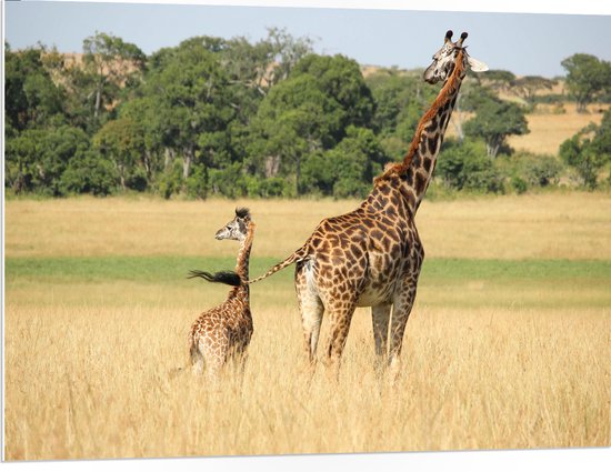 WallClassics - PVC Schuimplaat- Lopende Giraffe en Baby Giraffe - 100x75 cm Foto op PVC Schuimplaat