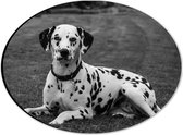 WallClassics - Dibond Ovaal - Liggende Dalmatier Hond in het Zwart Wit - 28x21 cm Foto op Ovaal (Met Ophangsysteem)