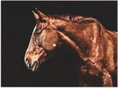 WallClassics - Poster Glanzend – Zijaanzicht van Bruin Paard - 40x30 cm Foto op Posterpapier met Glanzende Afwerking