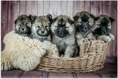 WallClassics - Poster Glanzend – Schattige Puppy's in Mand met zacht Dekentje - Eurasiër - 105x70 cm Foto op Posterpapier met Glanzende Afwerking