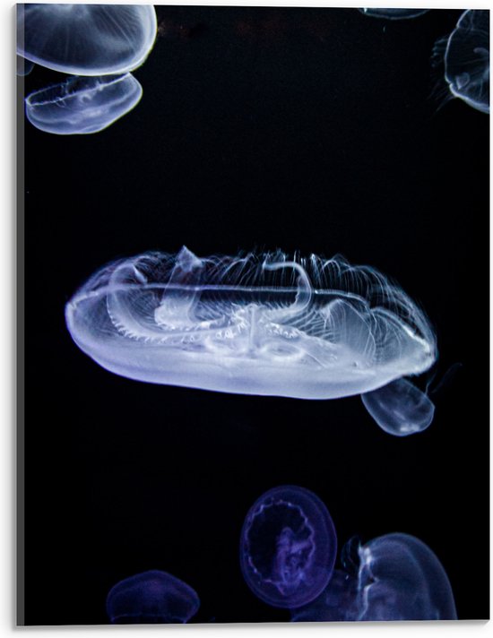WallClassics - Acrylglas - Wit met Blauwe Kwallen in Donkere Zee - 30x40 cm Foto op Acrylglas (Met Ophangsysteem)