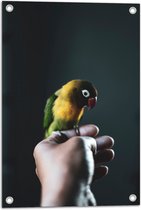 WallClassics - Tuinposter – Vogel op Hand - Zwartmaskeragapornis - 40x60 cm Foto op Tuinposter (wanddecoratie voor buiten en binnen)
