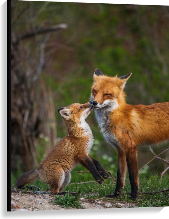 WallClassics - Toile - Le renard donne un baiser à sa mère - 75x100 cm Photo sur toile (Décoration murale sur toile)