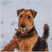 WallClassics - Poster Glanzend – Zwart met Bruin Hondje in de Sneeuw - 80x80 cm Foto op Posterpapier met Glanzende Afwerking