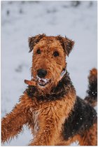WallClassics - Poster Glanzend – Zwart met Bruin Hondje in de Sneeuw - 60x90 cm Foto op Posterpapier met Glanzende Afwerking