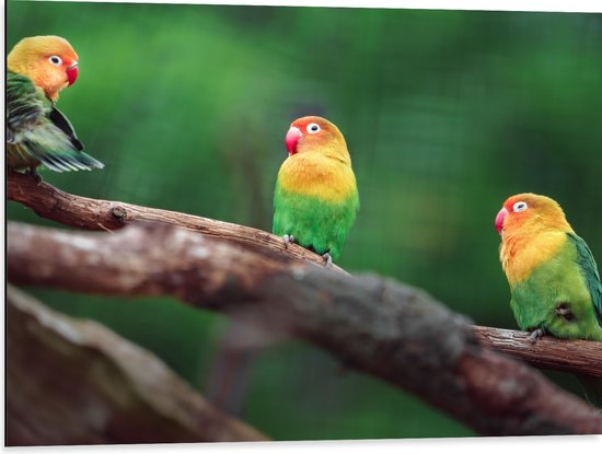 Dibond - Trio van Blije Kleurrijke Vogels op Takken van Bomen - 80x60 cm Foto op Aluminium (Met Ophangsysteem)